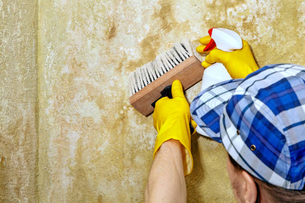 Best Dehumidification Services  in English Creek, NJ