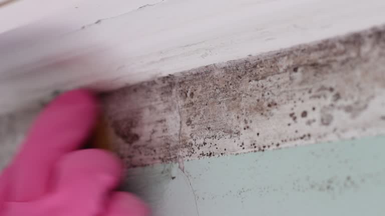 Best Asbestos and Lead Testing During Mold Inspection  in English Creek, NJ